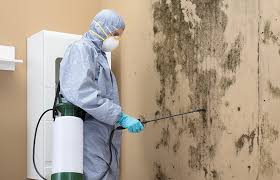 Asbestos and Lead Testing During Mold Inspection in San Felipe, TX